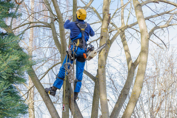 How Our Tree Care Process Works  in  Manteno, IL