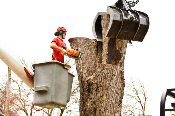 Best Storm Damage Tree Cleanup  in Manteno, IL